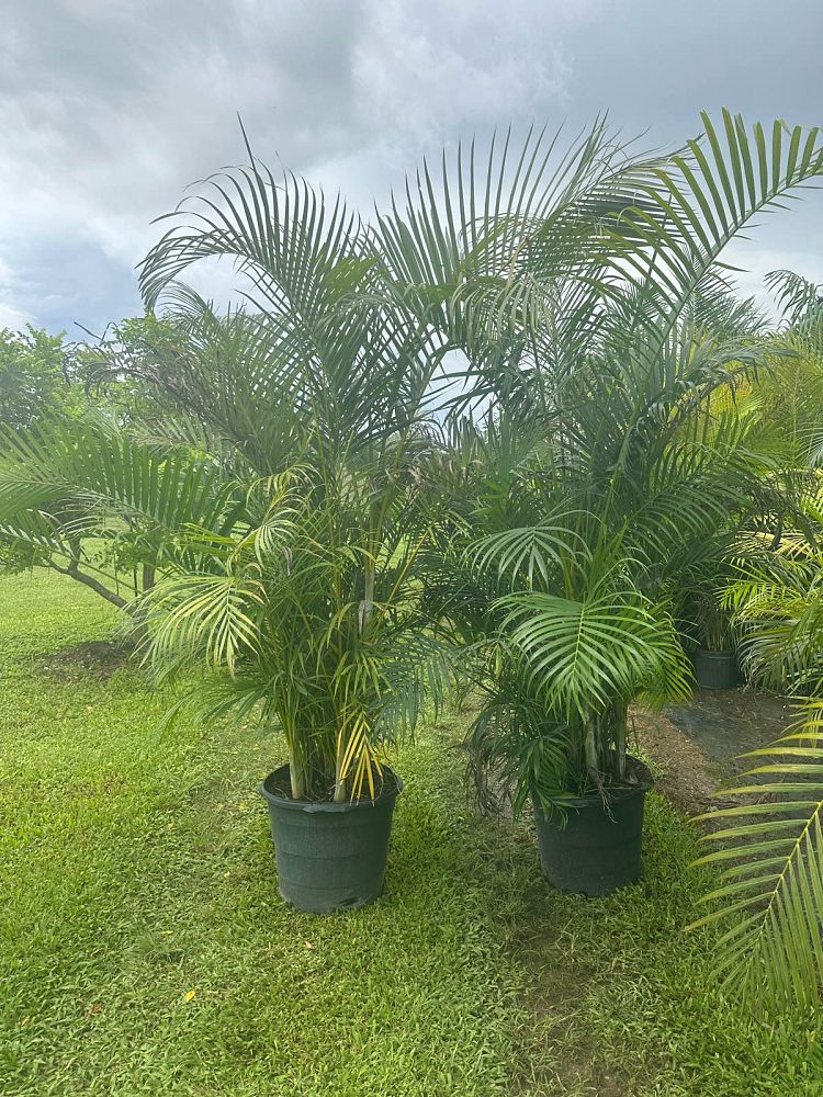 dypsis-lutescens-areca-palm