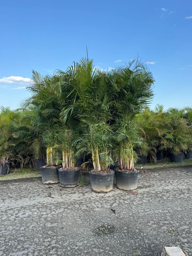 dypsis-lutescens-areca-palm