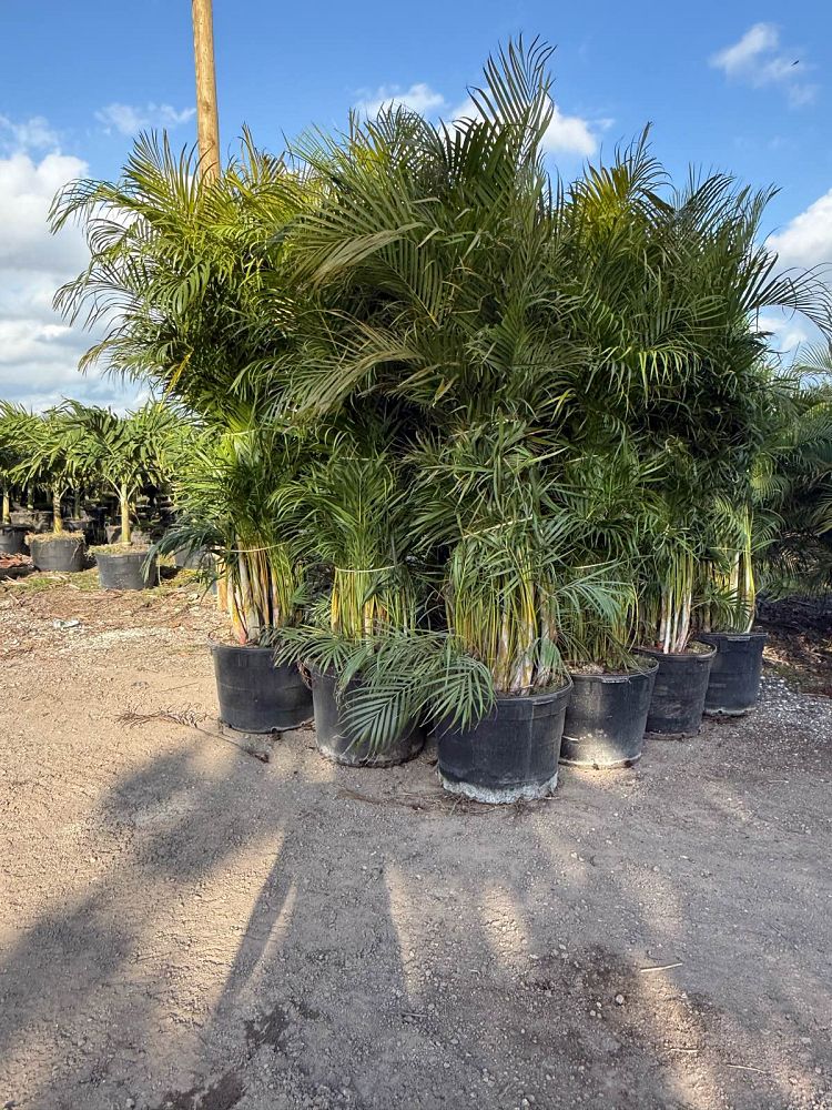 dypsis-lutescens-areca-palm