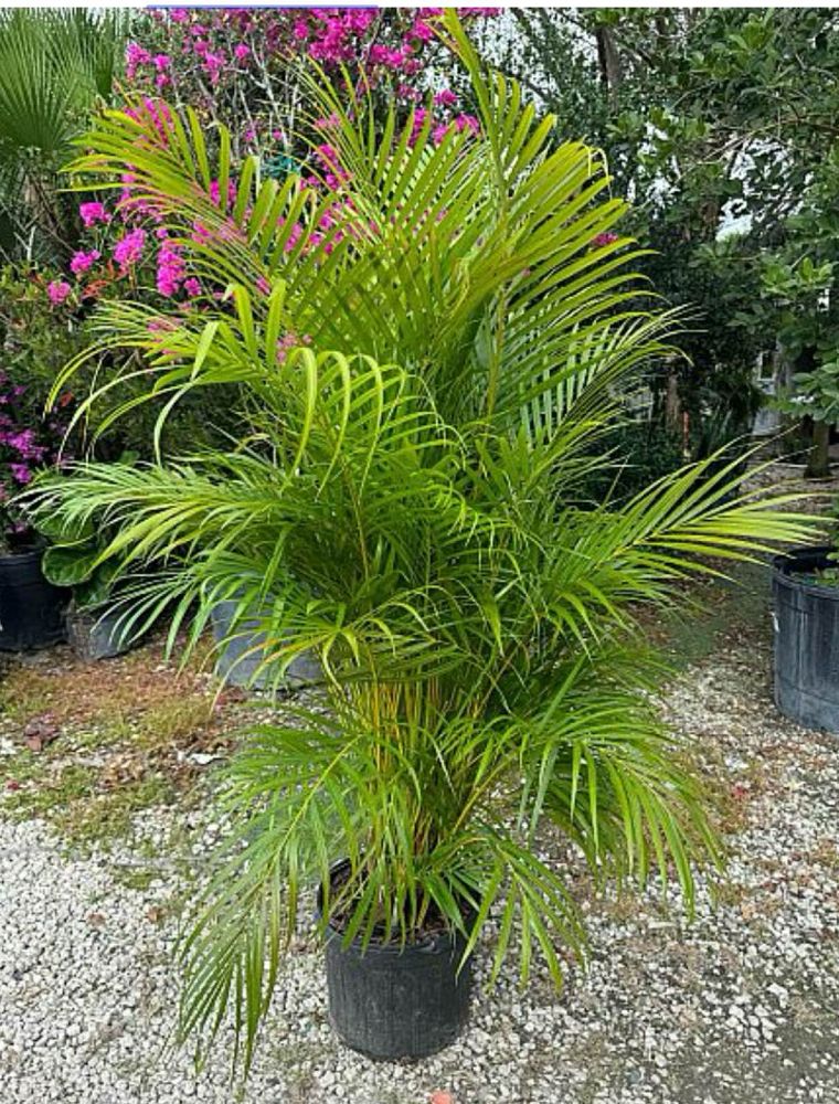 dypsis-lutescens-areca-palm
