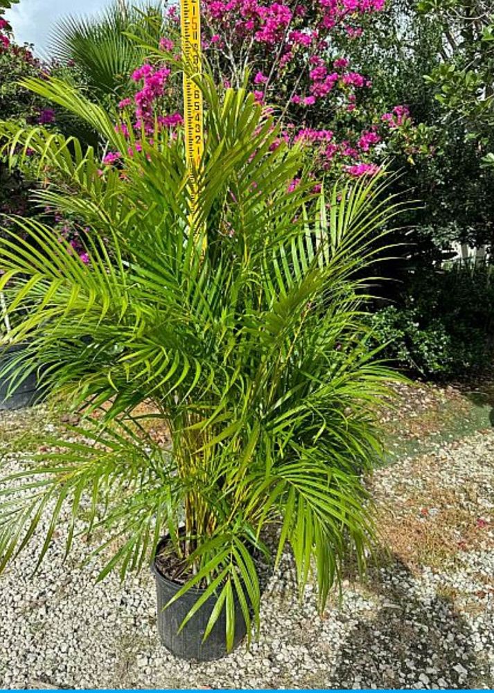 dypsis-lutescens-areca-palm