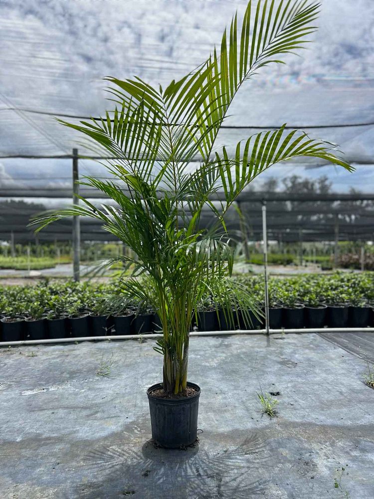 dypsis-lutescens-areca-palm