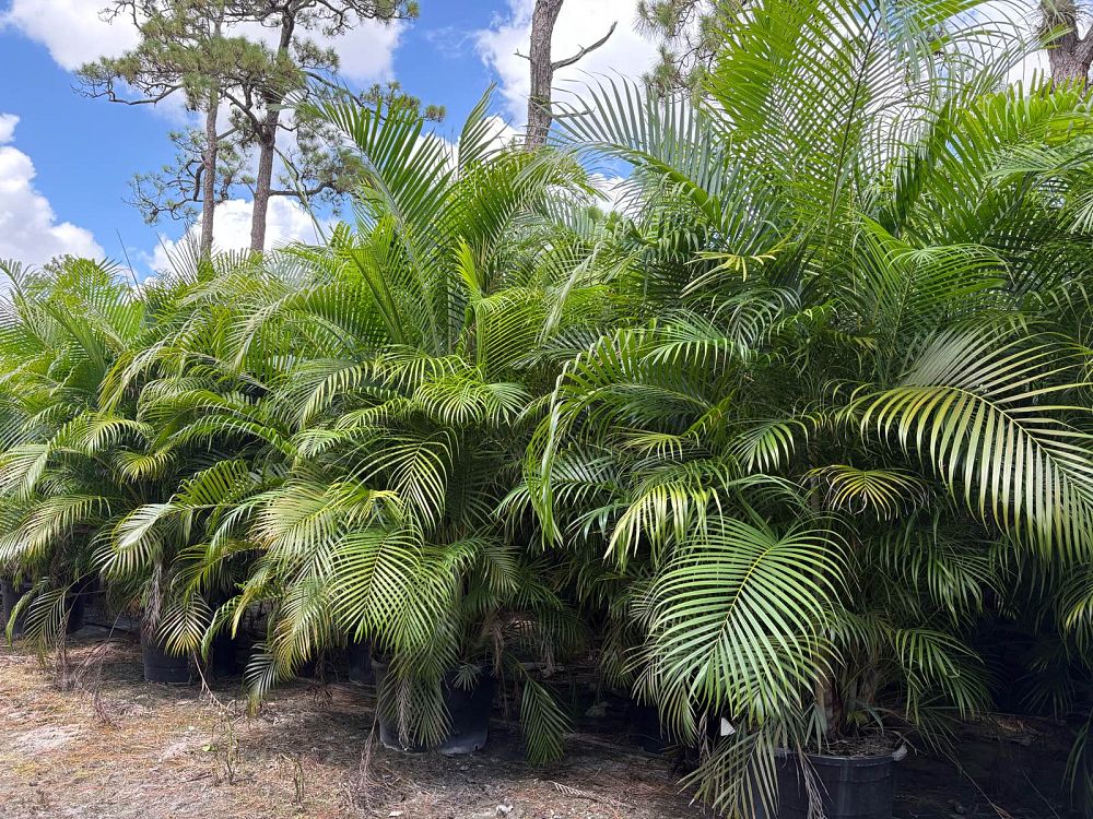 dypsis-lutescens-areca-palm