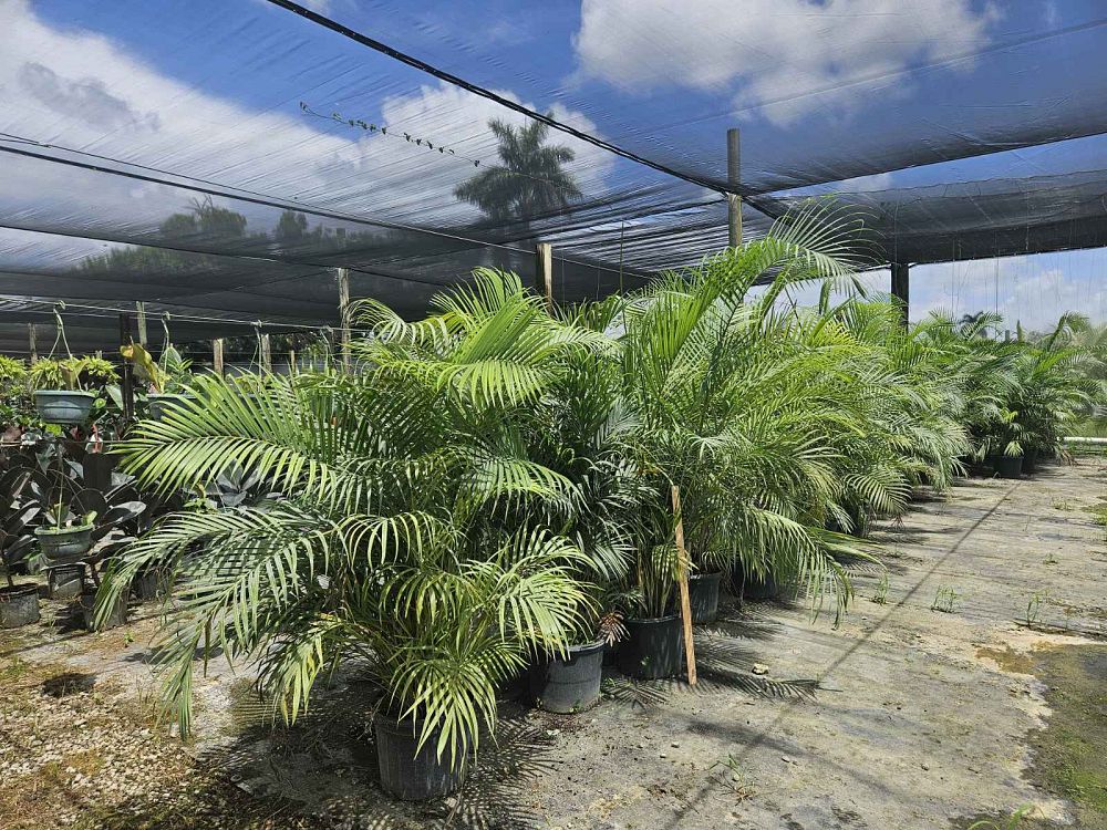 dypsis-lutescens-areca-palm