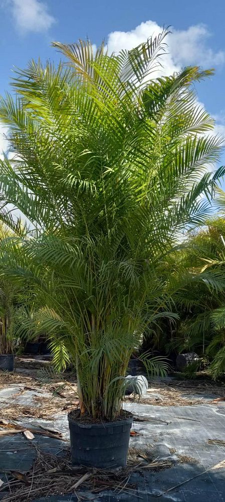 dypsis-lutescens-areca-palm