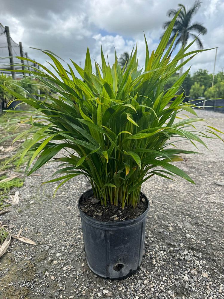 dypsis-lutescens-areca-palm