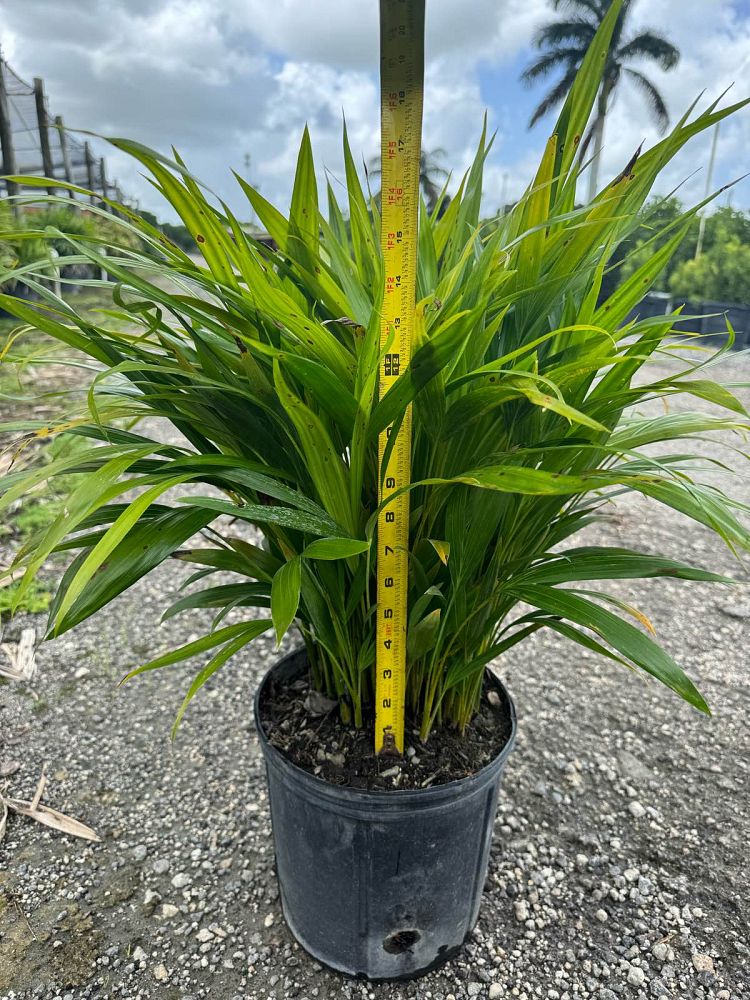 dypsis-lutescens-areca-palm