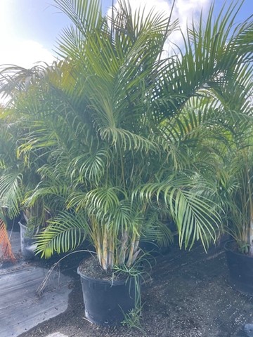dypsis-lutescens-areca-palm