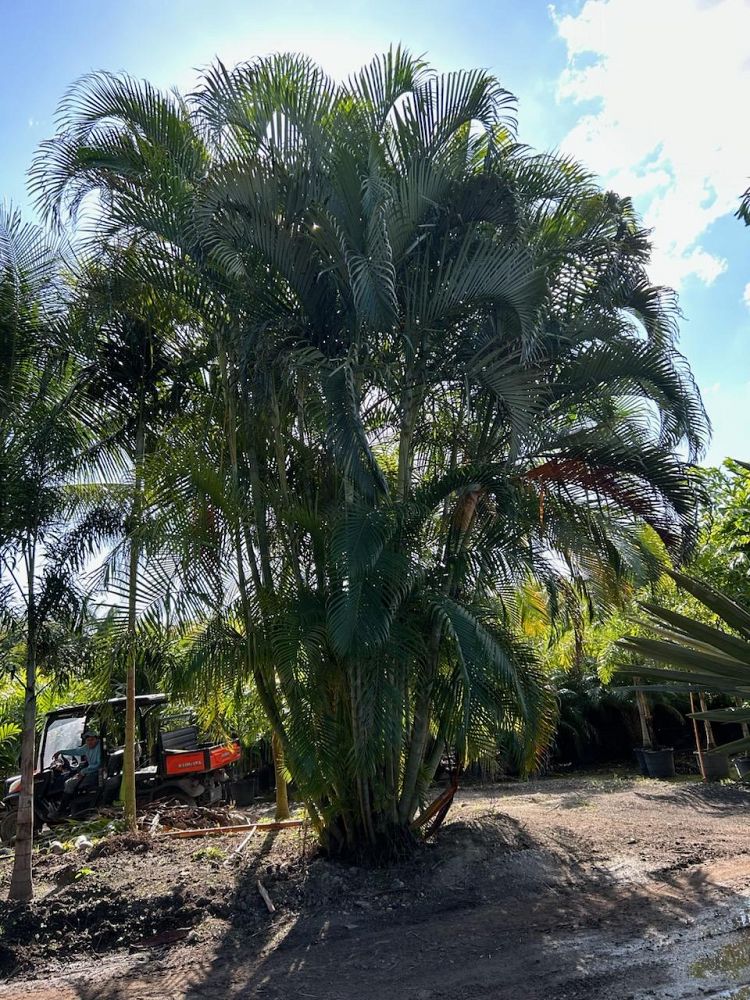 dypsis-lutescens-areca-palm