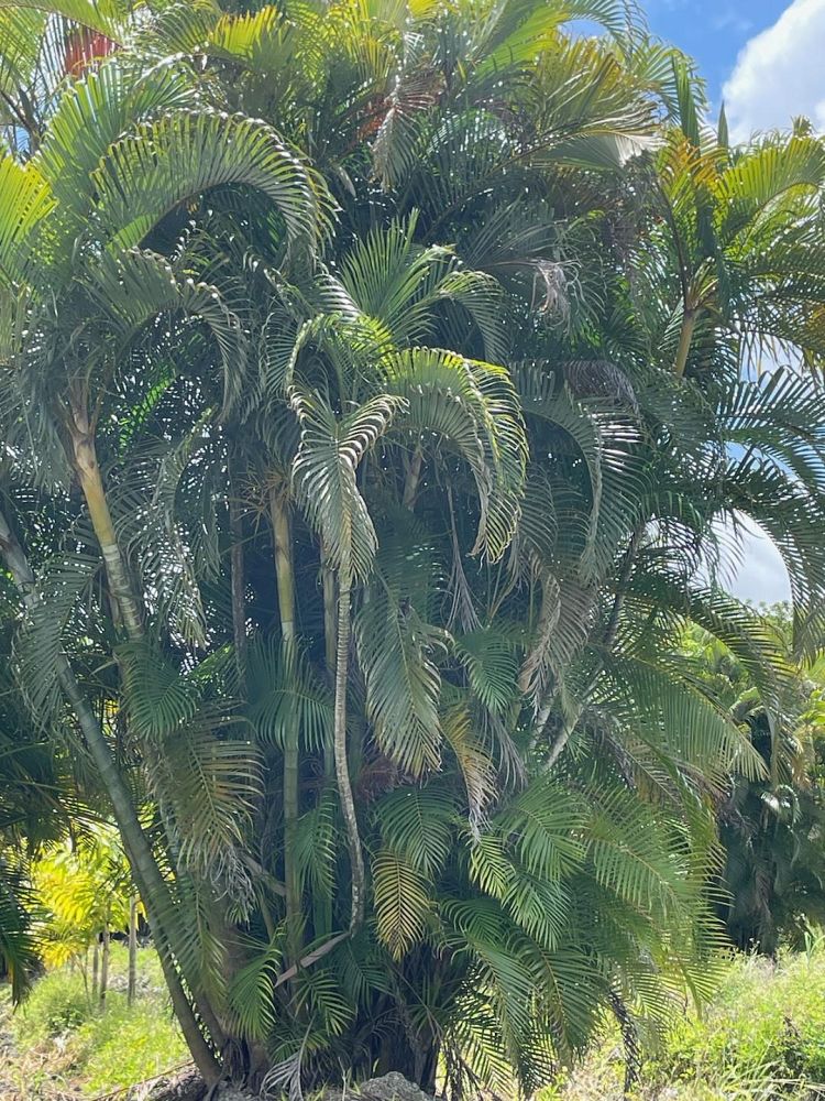 dypsis-lutescens-areca-palm