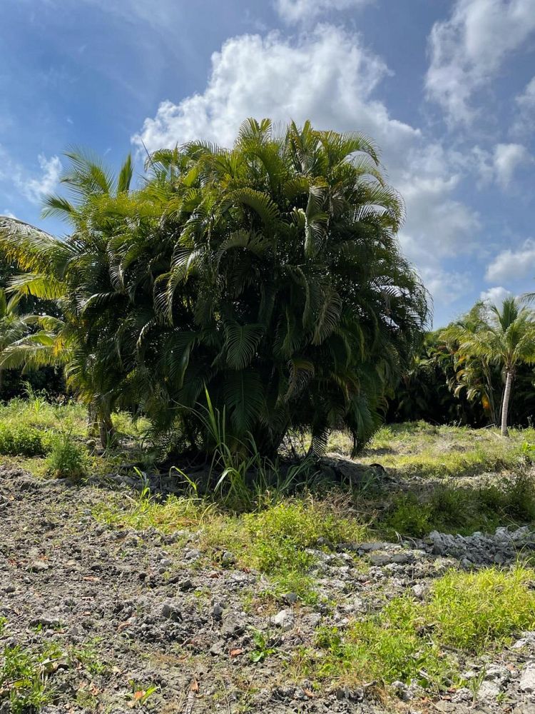 dypsis-lutescens-areca-palm