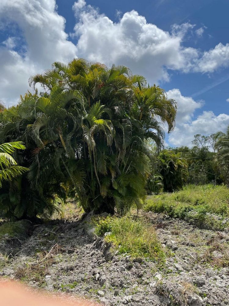 dypsis-lutescens-areca-palm