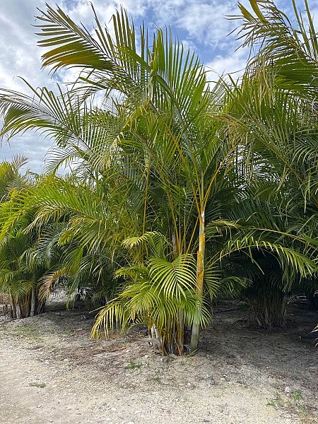 dypsis-lutescens-areca-palm