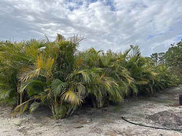 dypsis-lutescens-areca-palm