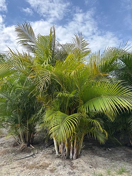 dypsis-lutescens-areca-palm