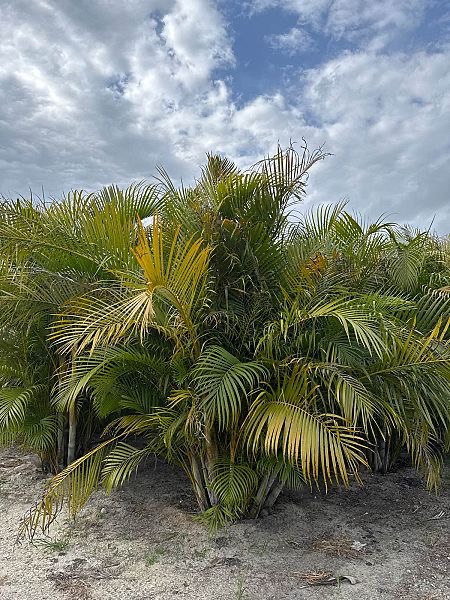dypsis-lutescens-areca-palm