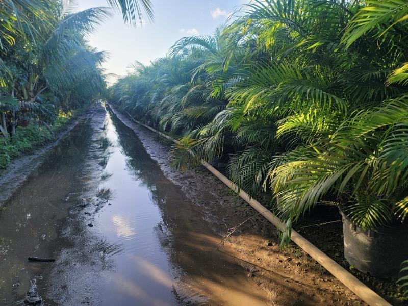 dypsis-lutescens-areca-palm