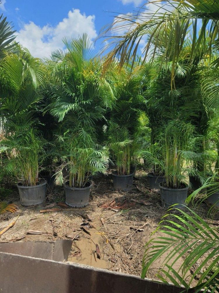 dypsis-lutescens-areca-palm