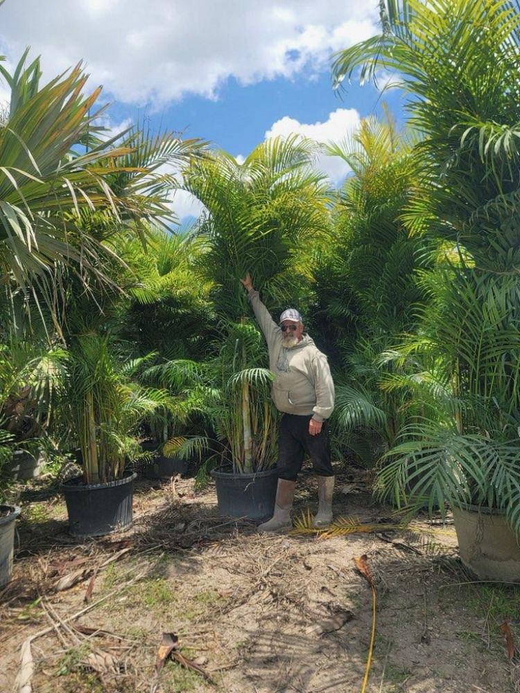 dypsis-lutescens-areca-palm