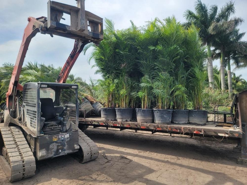 dypsis-lutescens-areca-palm