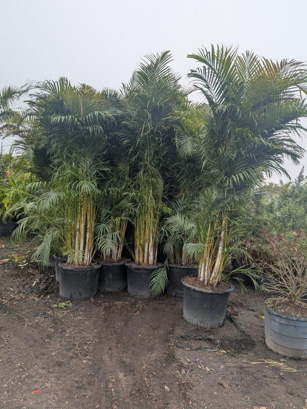 dypsis-lutescens-areca-palm