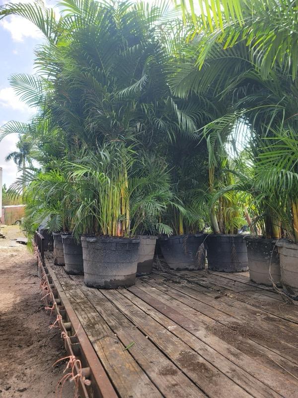 dypsis-lutescens-areca-palm