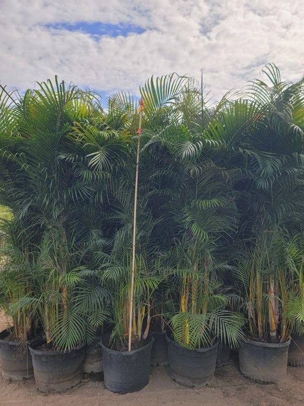 dypsis-lutescens-areca-palm