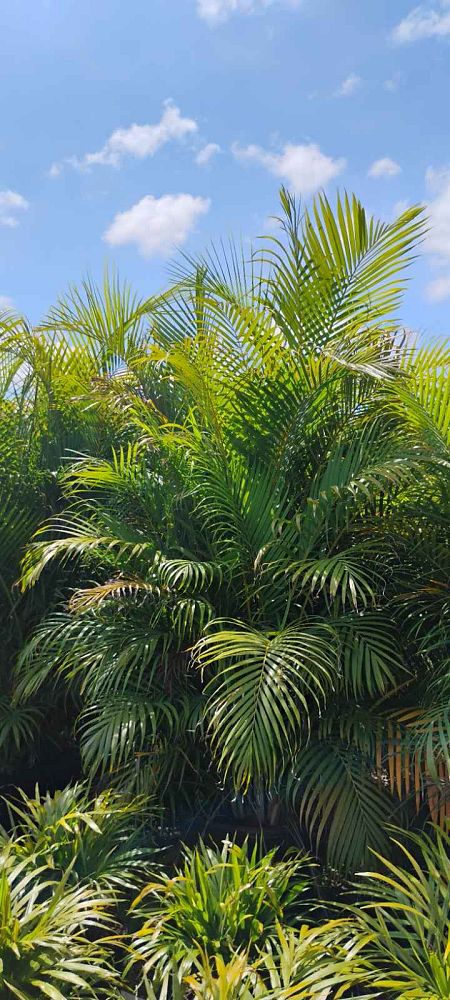 dypsis-lutescens-areca-palm