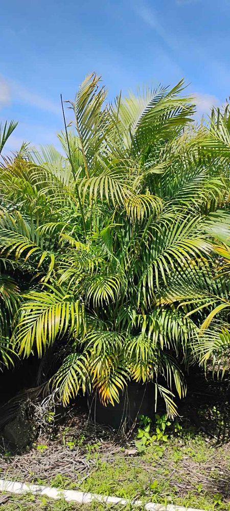 dypsis-lutescens-areca-palm