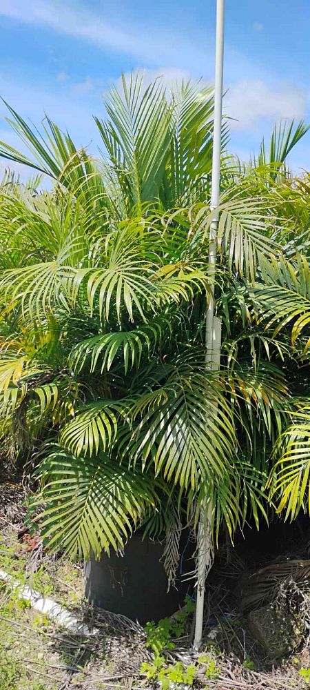 dypsis-lutescens-areca-palm