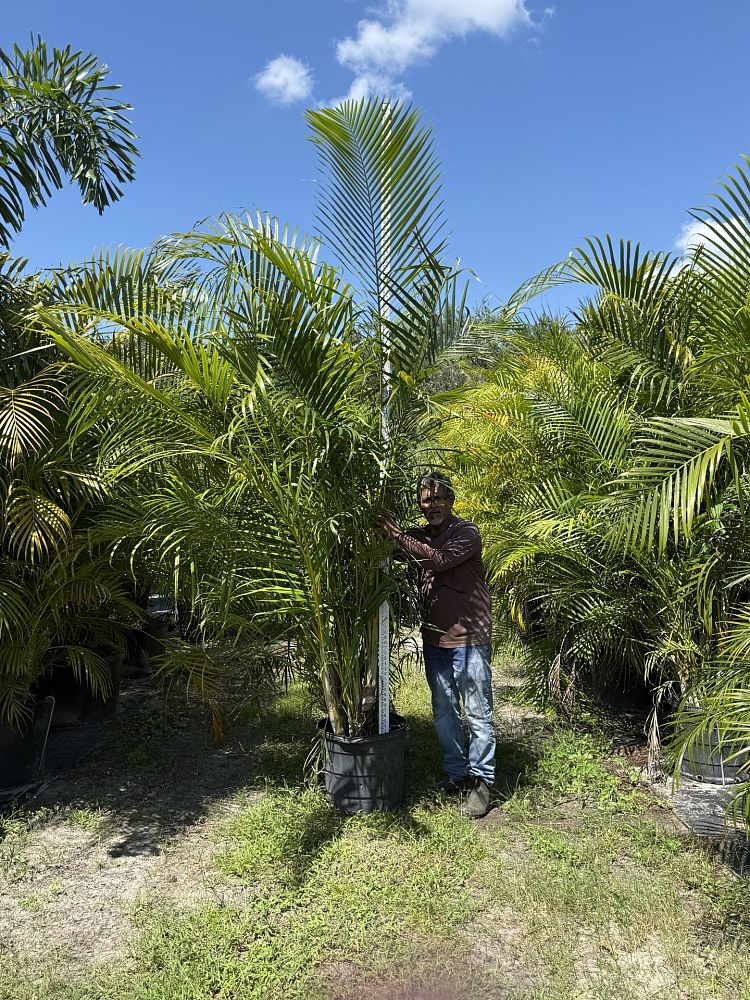 dypsis-lutescens-areca-palm