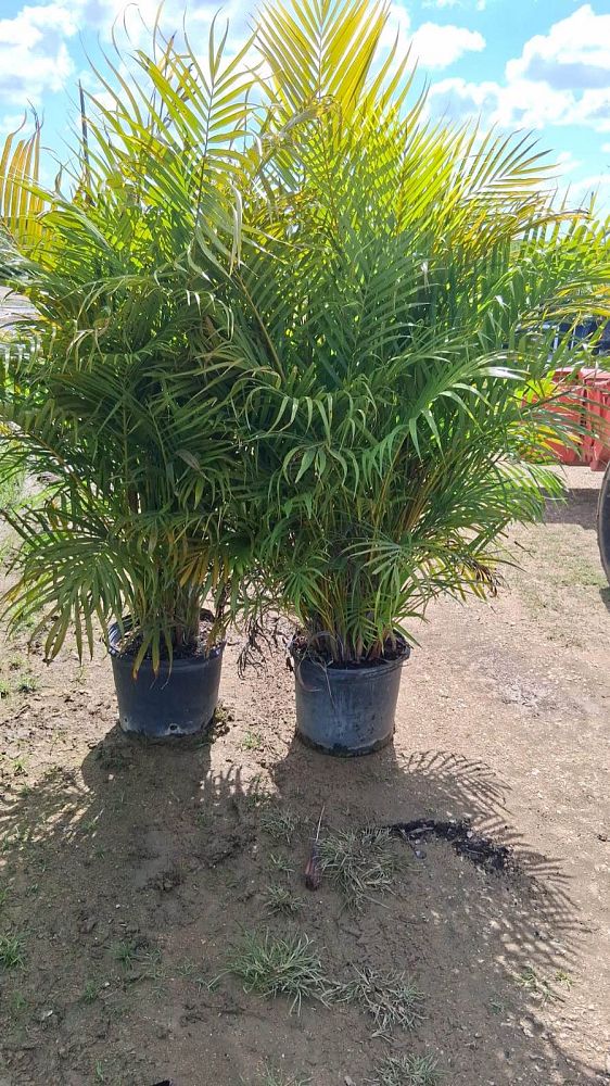 dypsis-lutescens-areca-palm