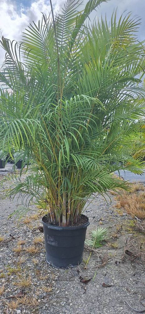 dypsis-lutescens-areca-palm