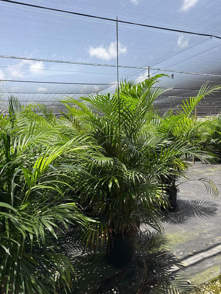 dypsis-lutescens-areca-palm