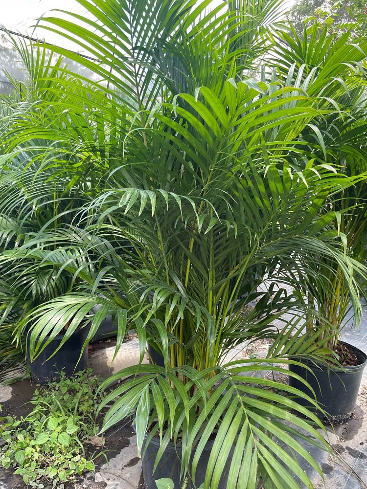 dypsis-lutescens-areca-palm