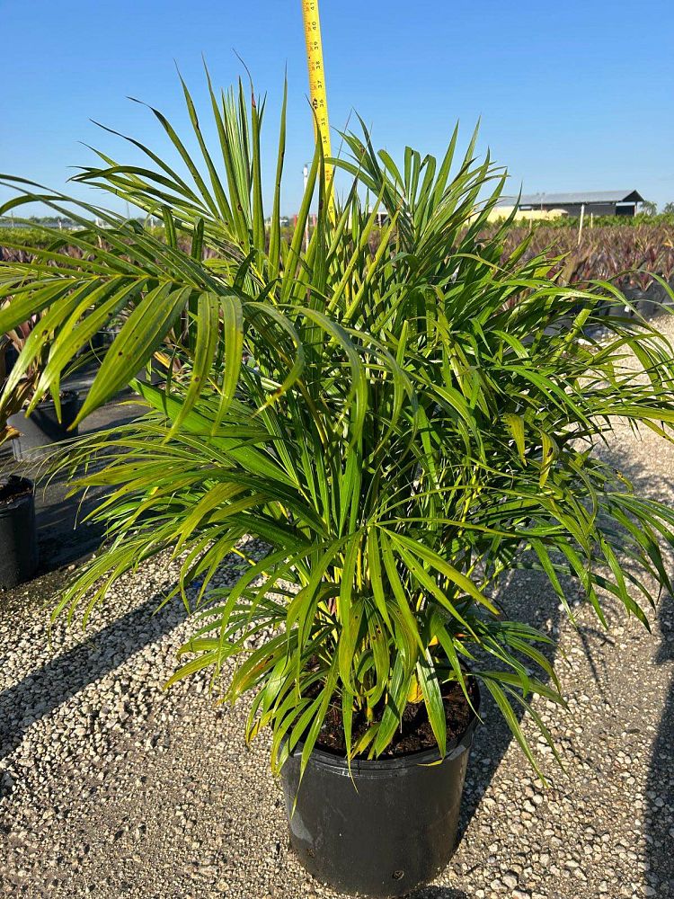 dypsis-lutescens-areca-palm