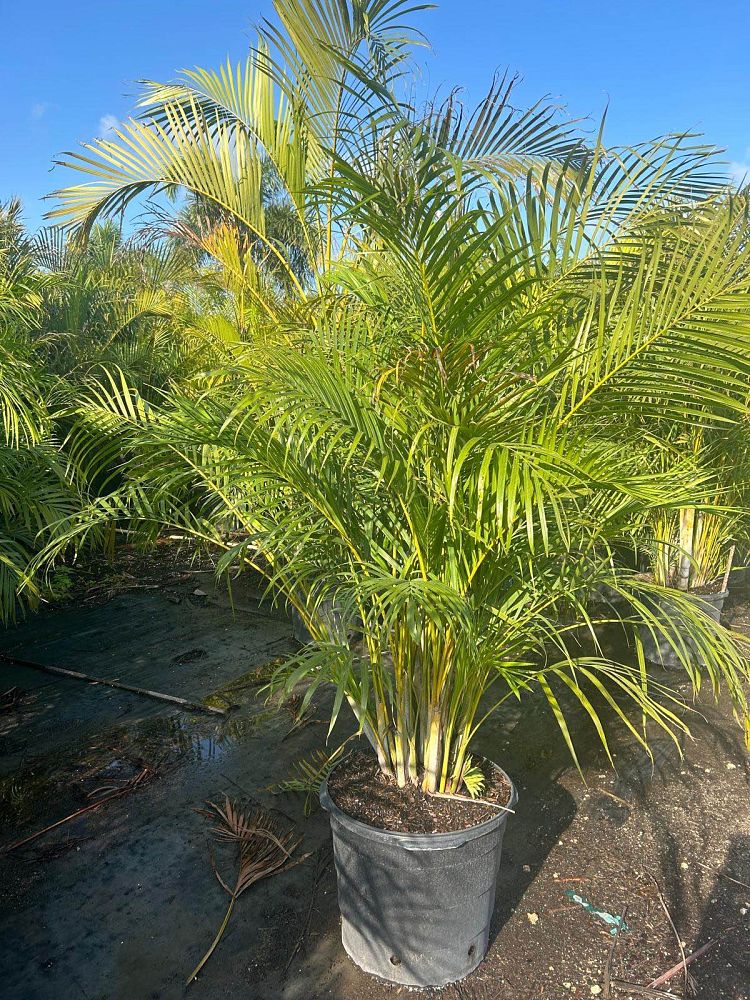 dypsis-lutescens-areca-palm