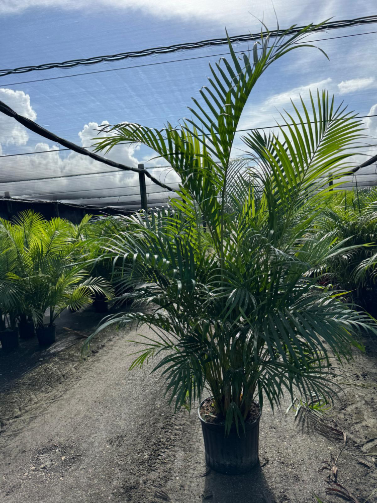 dypsis-lutescens-areca-palm