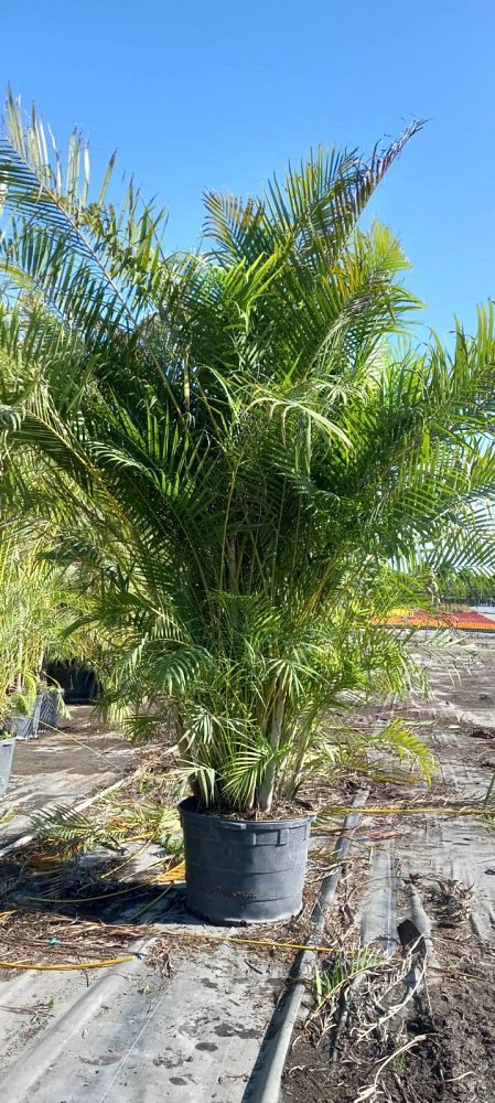 dypsis-lutescens-areca-palm