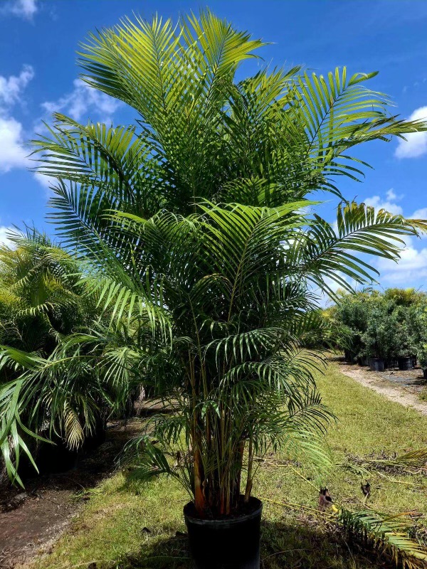dypsis-lutescens-areca-palm