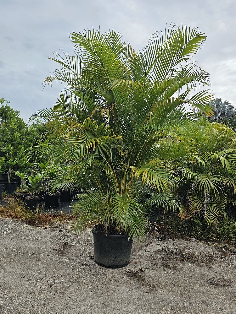 dypsis-lutescens-areca-palm