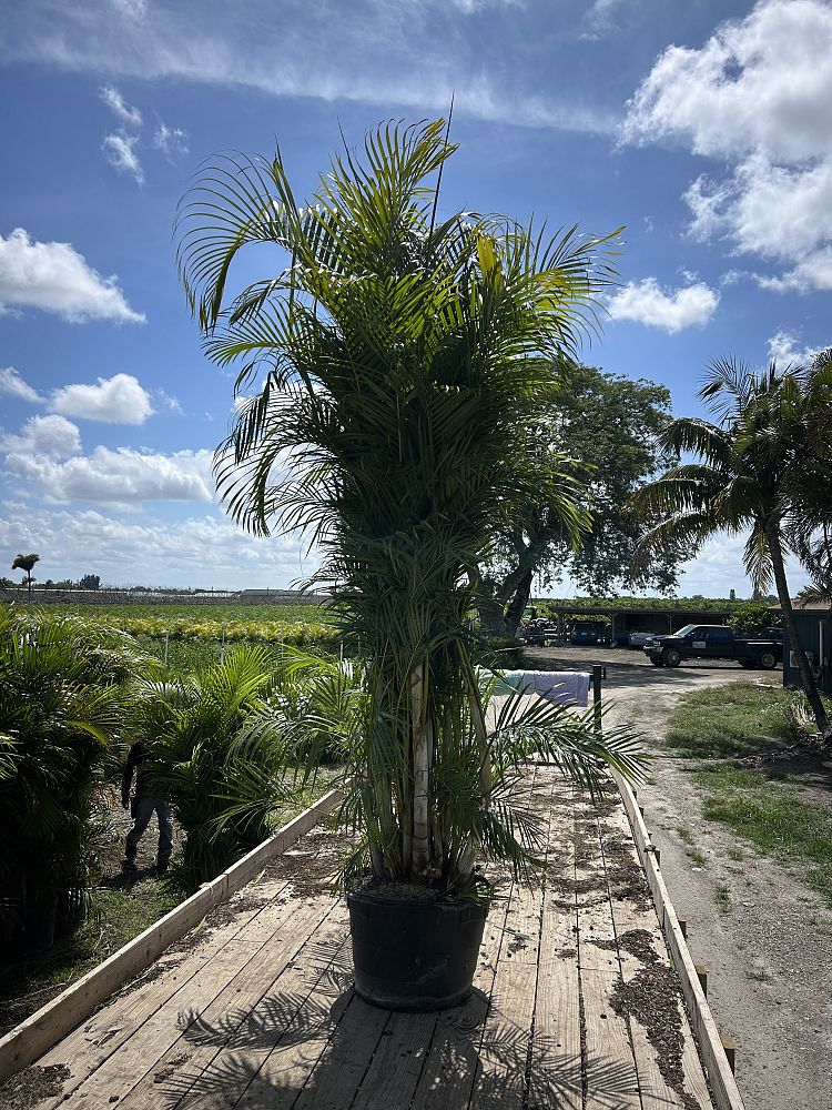 dypsis-lutescens-areca-palm