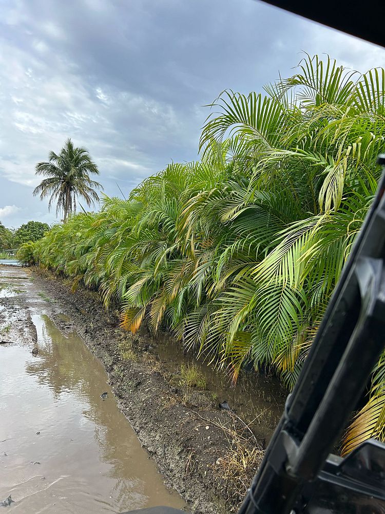 dypsis-lutescens-areca-palm