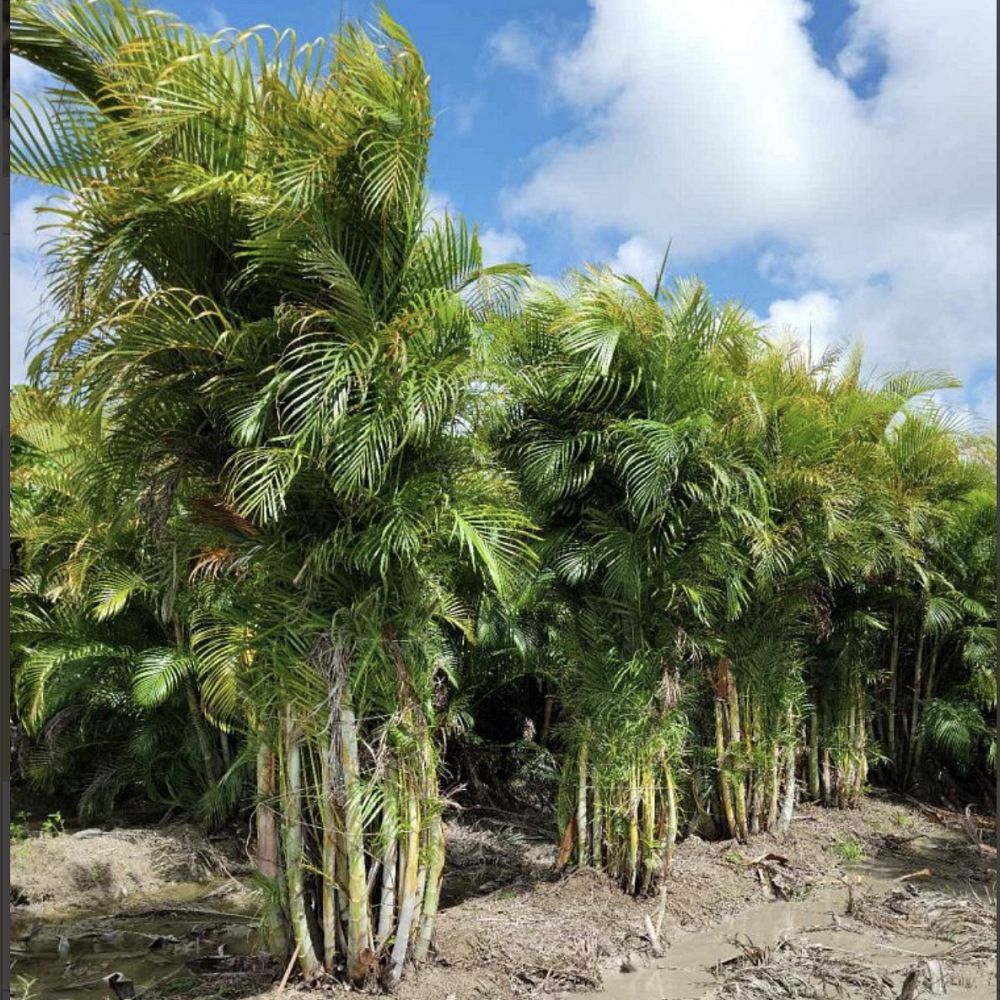 dypsis-lutescens-areca-palm