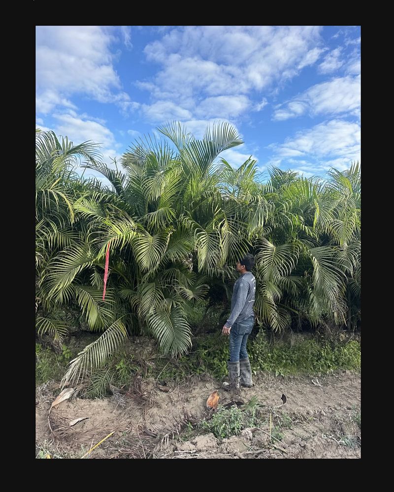 dypsis-lutescens-areca-palm