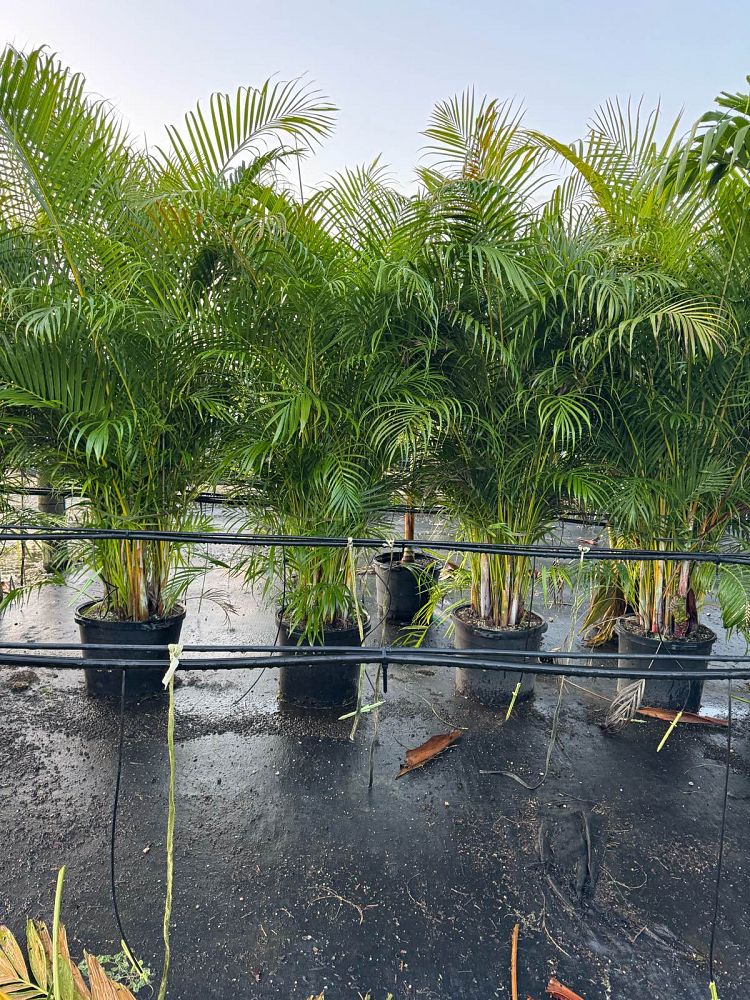 dypsis-lutescens-areca-palm
