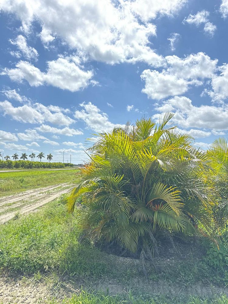 dypsis-lutescens-areca-palm