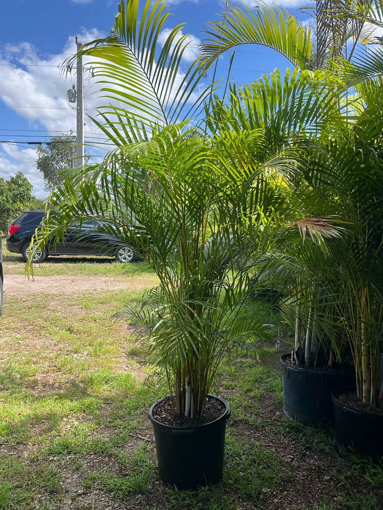 dypsis-lutescens-areca-palm