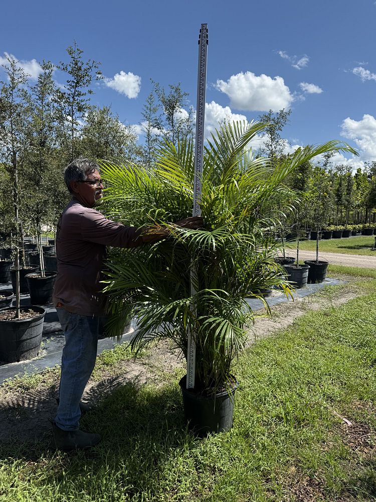 dypsis-lutescens-areca-palm
