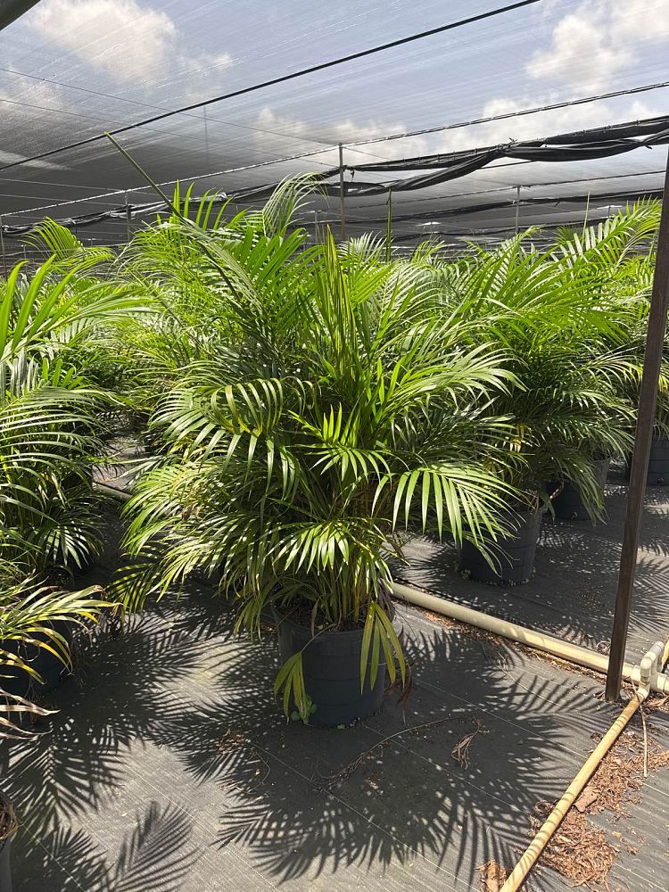 dypsis-lutescens-areca-palm